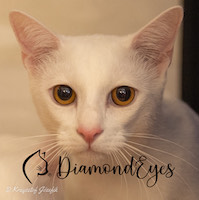 DiamondEyes Aspen